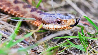 Deadly snake discovered inside football player's helmet in middle of practice - Fox News