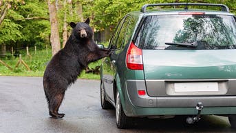 Tourists smash SUV window to free black bear trapped inside their vehicle in Gatlinburg - Fox News