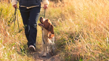 15 dog essentials that make late-summer walks and road trips easier