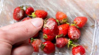 Seaweed-based coating could keep strawberries fresh for days without refrigeration, study finds