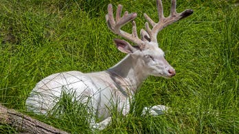 Viral nature video captures stunning albino deer in Wisconsin Northwoods, and it lives up to the hype
