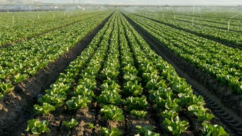 Lettuce farmers plow crops back into soil as cyclosporiasis fears tank demand for fresh greens