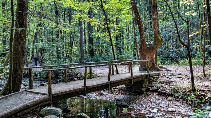 view of foot bridge surrounded by wilderness and trees