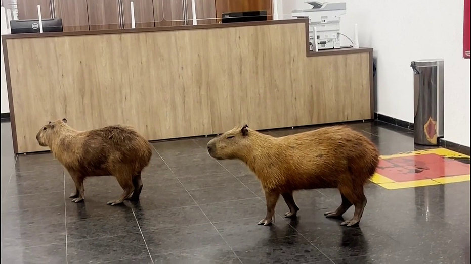 Capybaras crash Brazilian lawmakers' voting session and steal the show