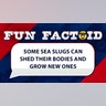 Some sea slugs can shed their bodies and grow new ones.