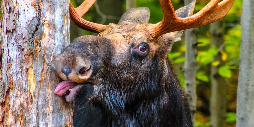 Idaho deputy rescues juvenile moose tangled in wire in heartwarming video now going viral