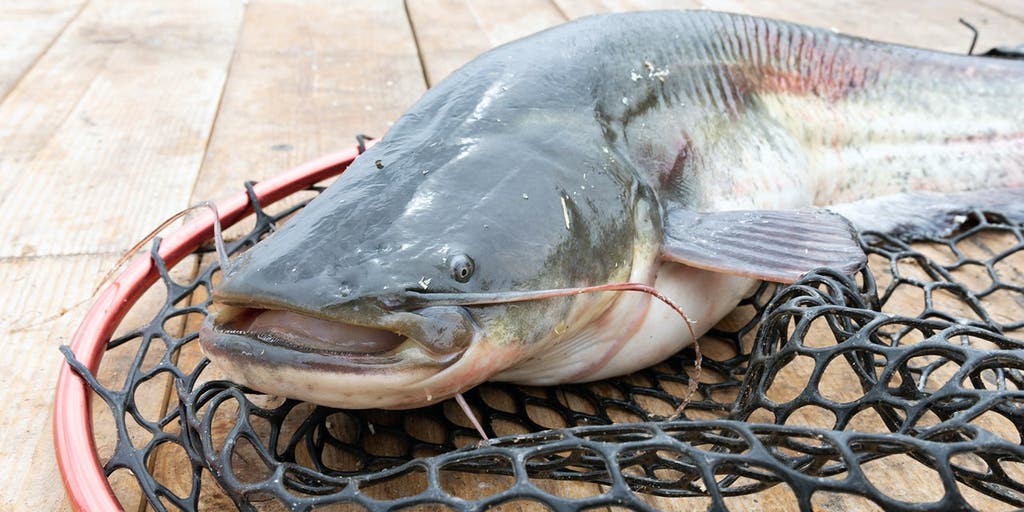 West Virginia angler lands 72.75-pound blue catfish to set new state record on the Ohio River