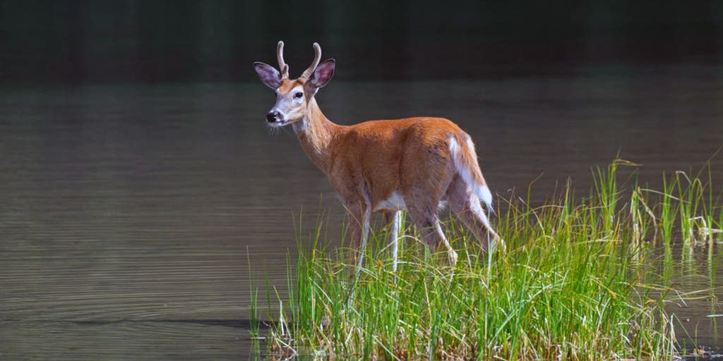 Bass angler couldn't use LiveScope, so he followed whitetail deer to find the fish instead