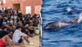 Migrants spark outrage after video shows baby dolphin beaten during beach celebration - Fox News