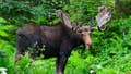 Hiker in Colorado takes trip to the hospital after being kicked in the back by a moose - Fox News