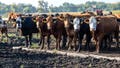 Cut the bull: The real reason beef costs so much — and what Trump is trying to do - Fox News