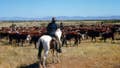 Trump’s beef import scheme wreaks havoc on fed-up red state cattle ranchers - Fox News
