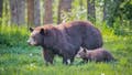 Momma bear teaches her cub the fine art of ripping open a truck bed cover in a parking lot - Fox News