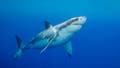 'Devoted' father and grandfather-to-be swimming at popular beach killed in suspected fatal shark attack - Fox News