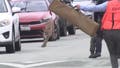 Mountain lion caught on camera evading capture in San Francisco before being tranquilized, released - Fox News