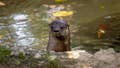 Swim instructor needed 38 stitches after being attacked by an otter while swimming in Lake Tahoe - Fox News