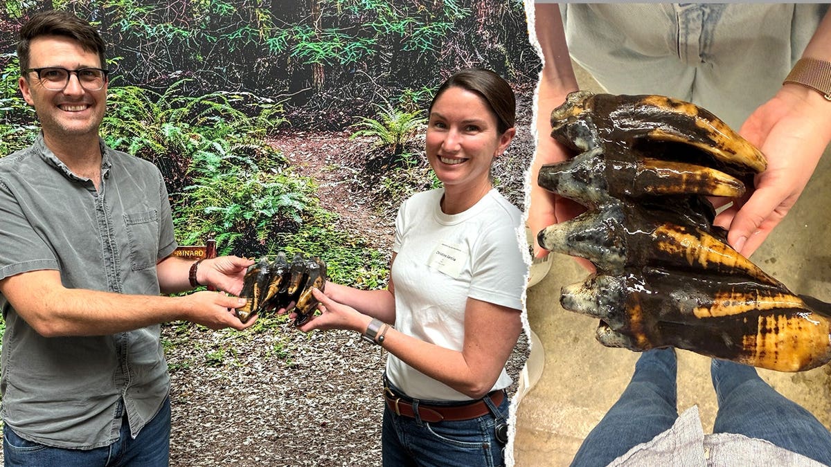 Split images of researchers holding molar