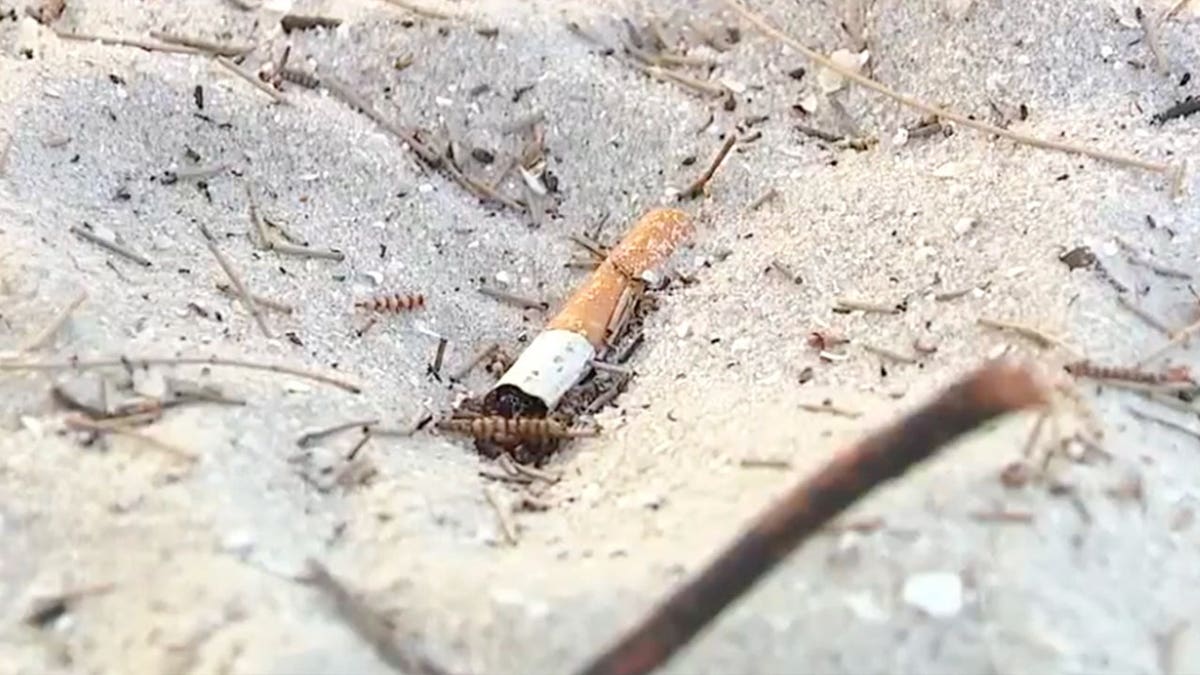 View of cigarette in sand at Indian Rocks Beach