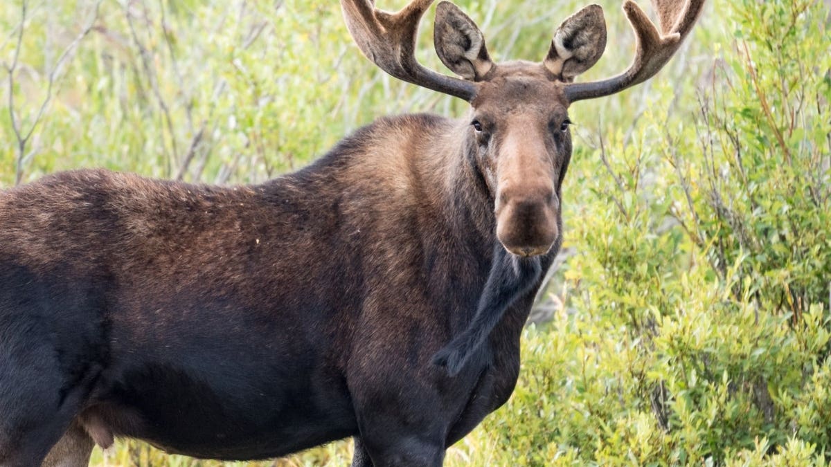Large Bull Moose looking at camera in swampy wildlife refuge.