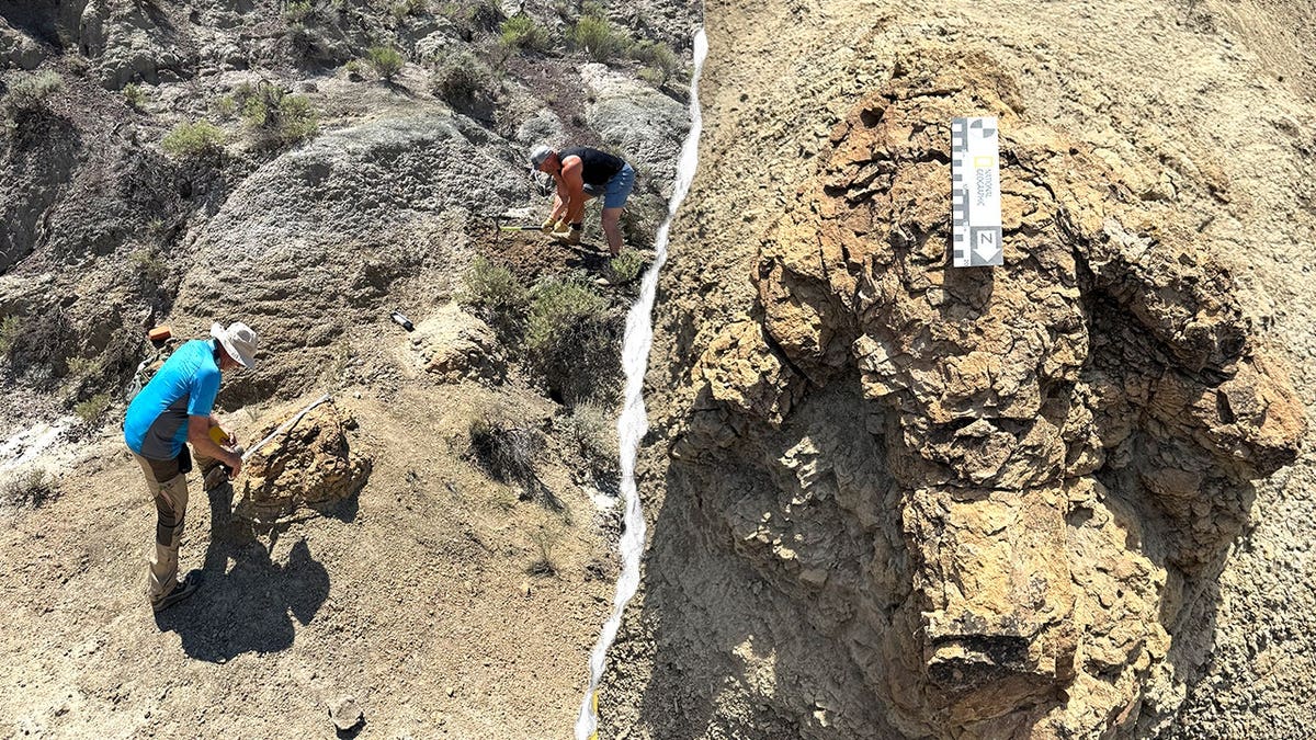 Split image of researchers digging, T Rex footprint