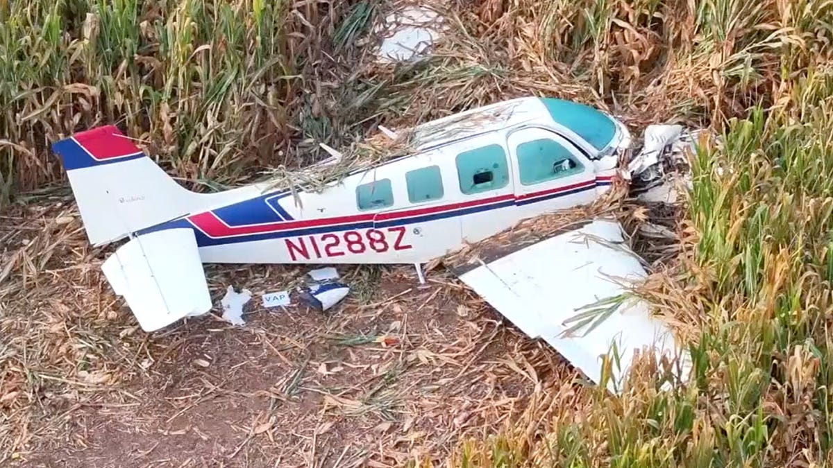 Close-up of plane in cornfield