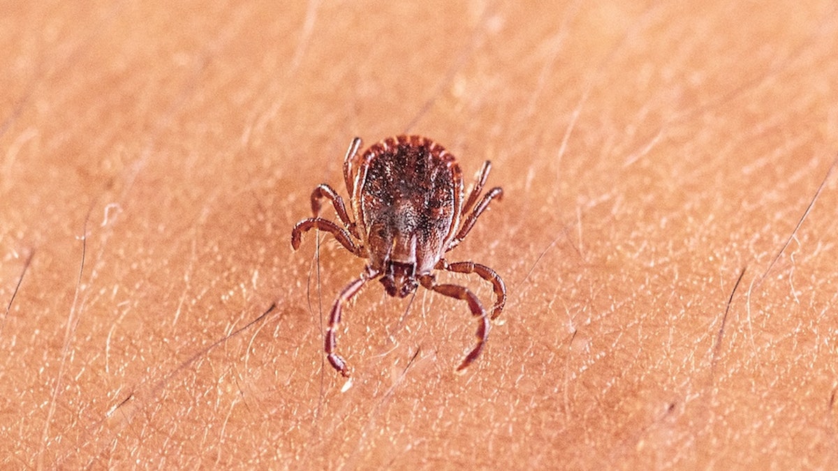 Asian longhorned tick