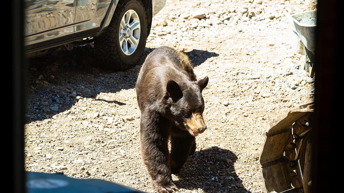 Bear and cub forage for food at a residential home construction site.