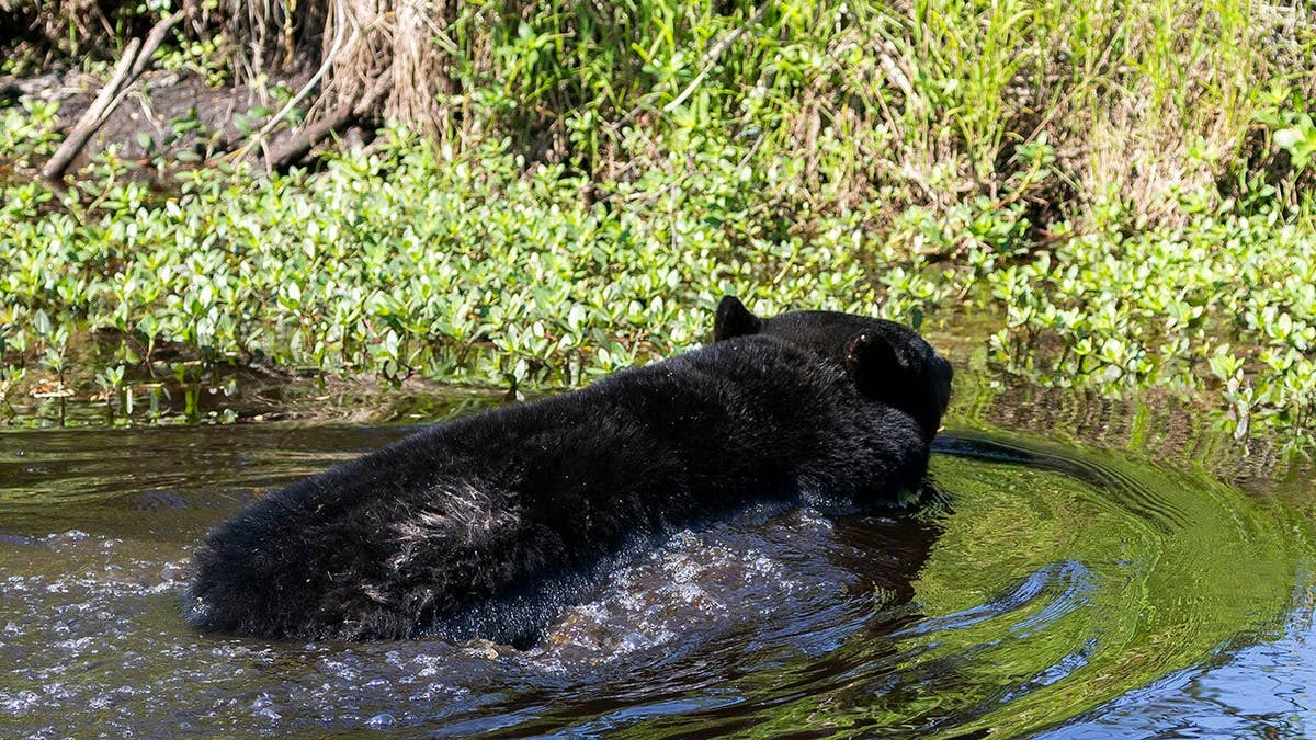 Black bear stands in Alligator National Wildlife Refuge, North Carolina