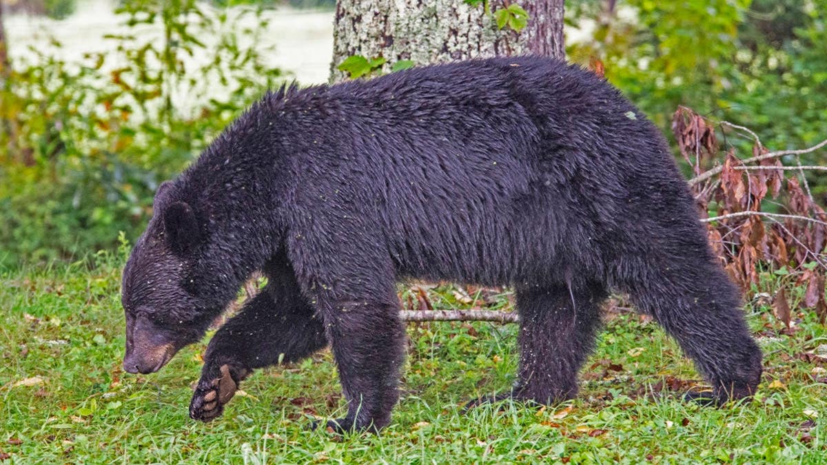 Black bear stands in Cades Cove.