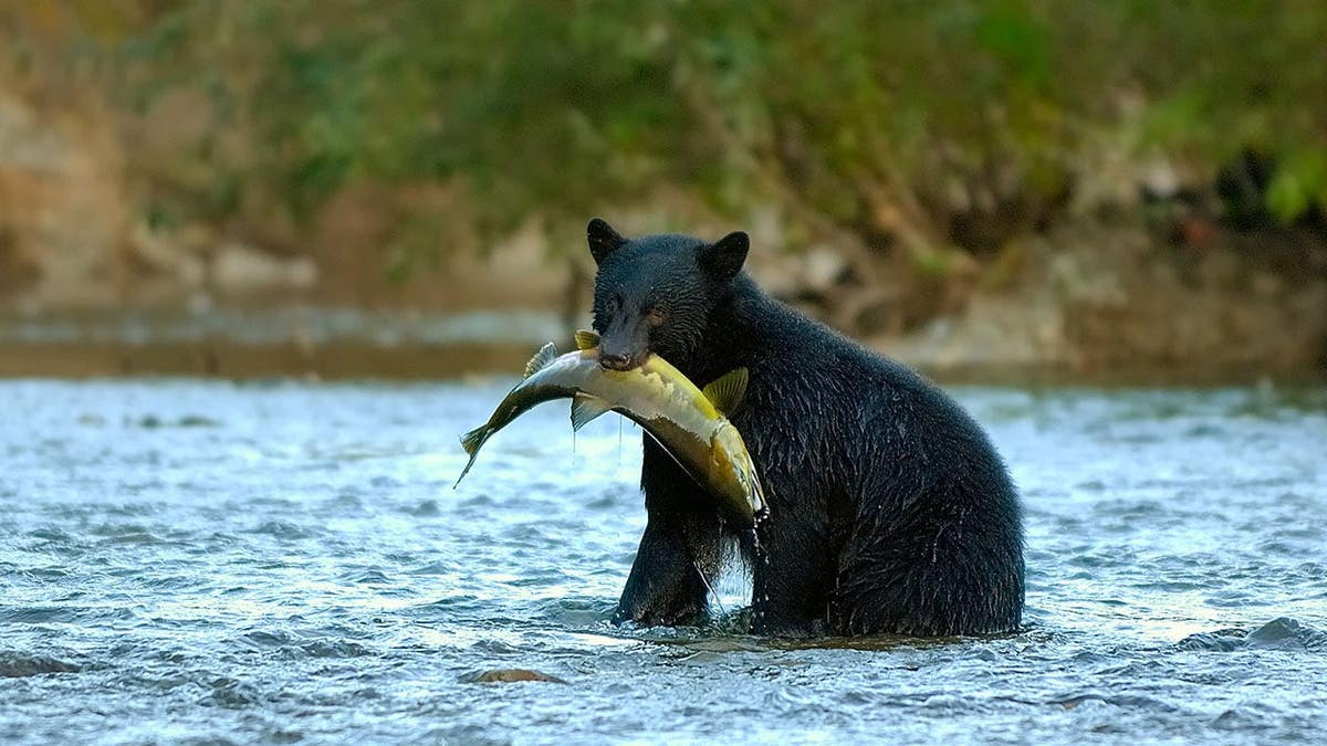 Black bear catches salmon in Nitinat River on Vancouver Island.