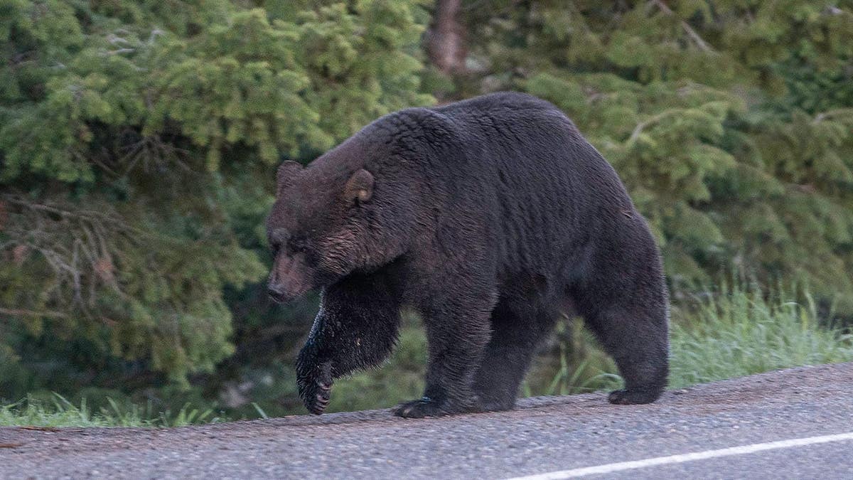 Black bear stands on a highway.
