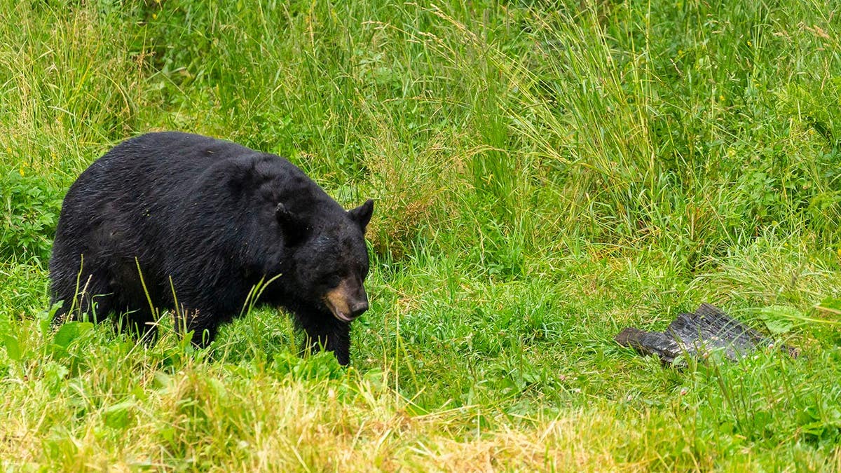 Black bear in a refuge setting.
