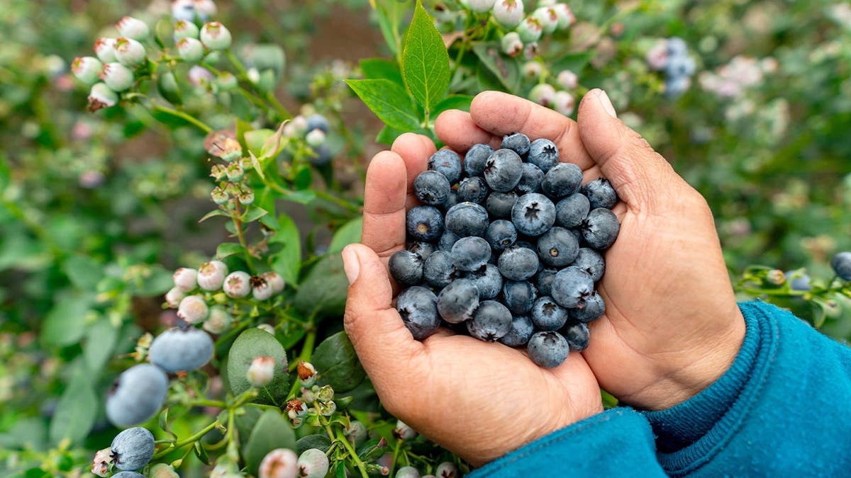 A person holds blueberries in his hands.
