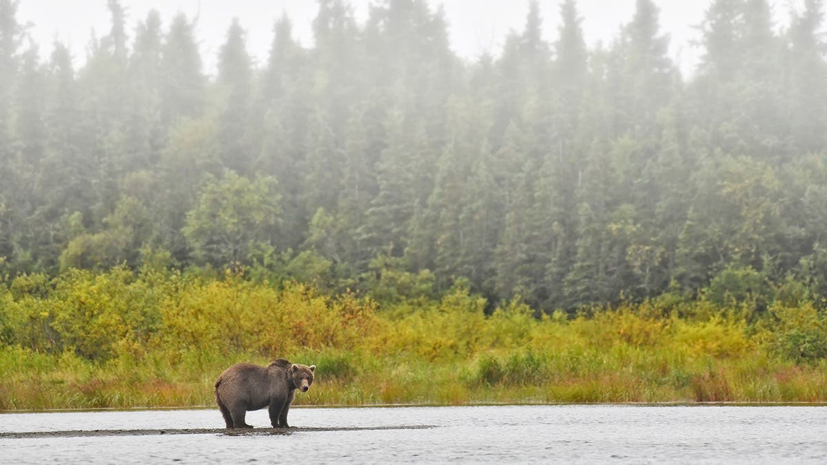 Brown bear looks out over a lake beach in fog.