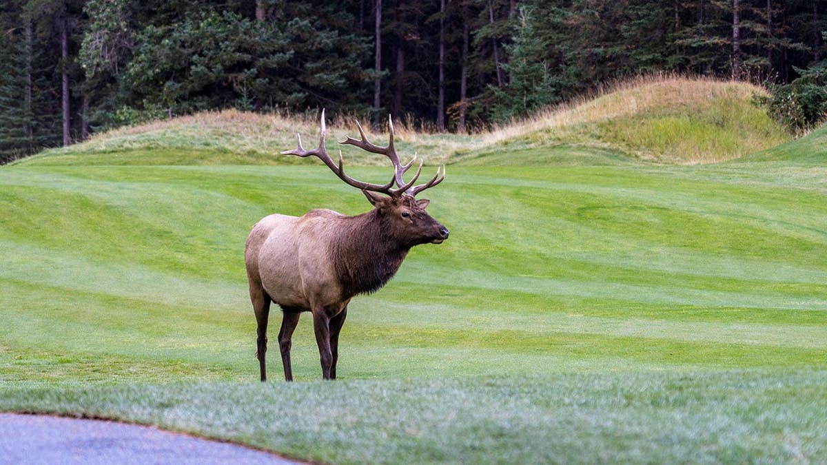 Bull elk rests and forages in prairie at forest edge during autumn.