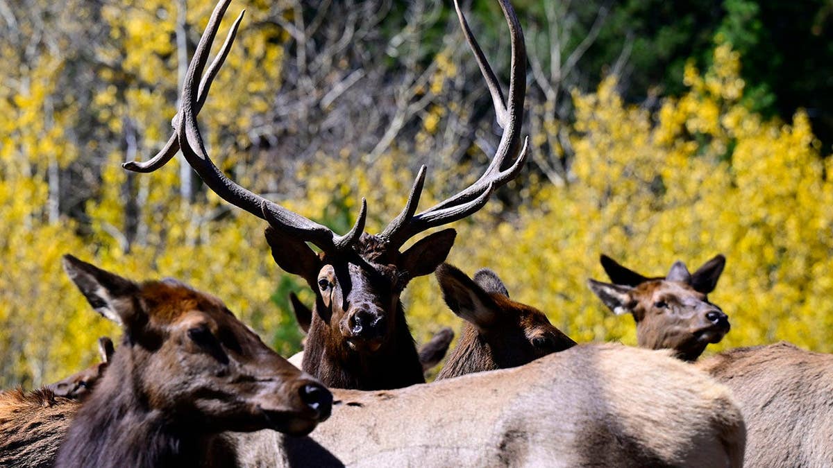 Bull elk watches cows gathered around him during rut season in Estes Park.