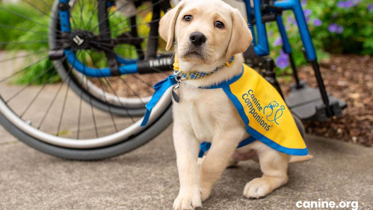 A Canine Companions puppy in front of a wheelchair.