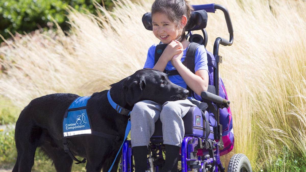 A young girl sitting in her wheelchair with a Canine Companions dog resting its head in her lap.