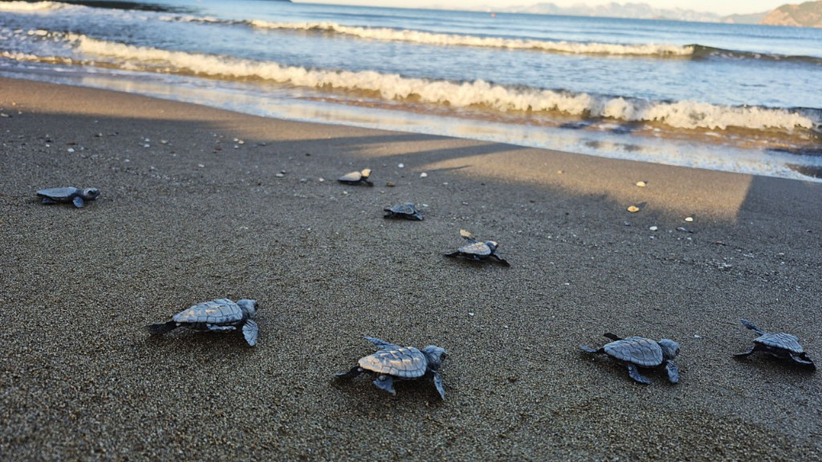 Caretta caretta hatchlings reach the sea at Iztuzu Beach.