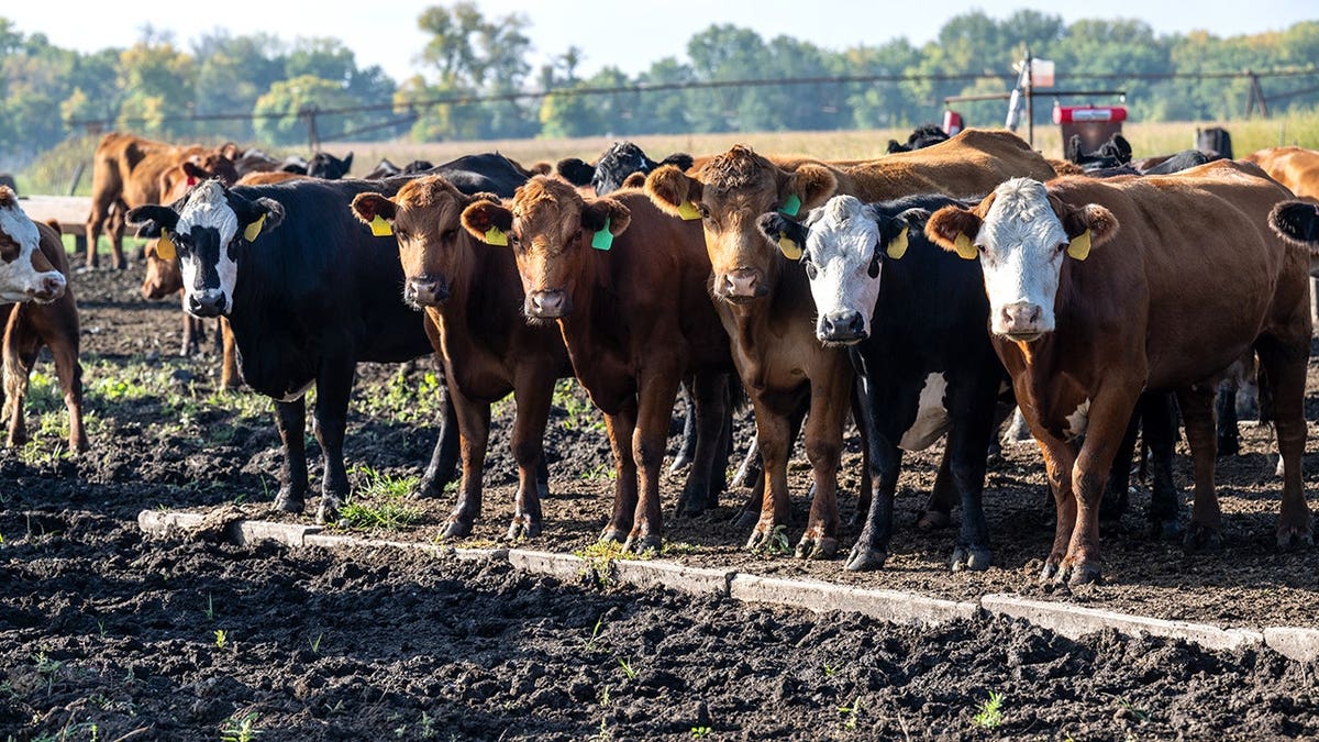 Beef cows stand lined up on a farm.