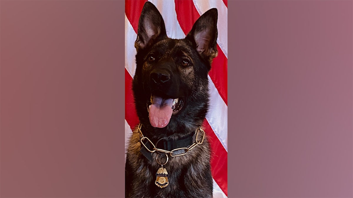 CBP Canine