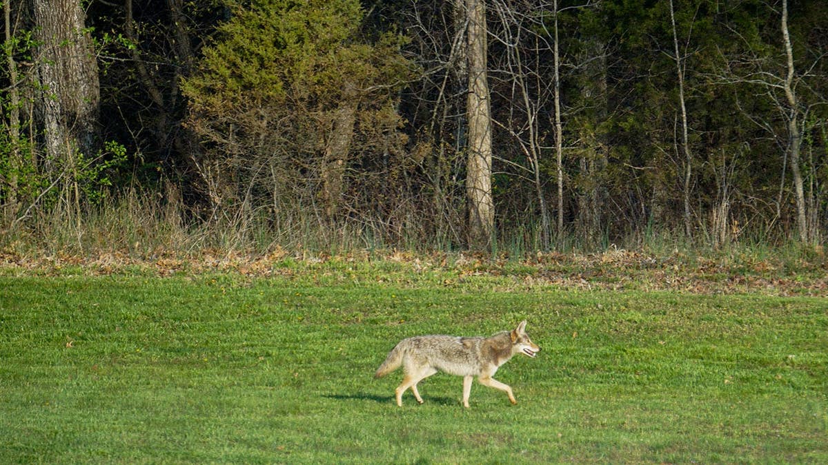 A coyote forages for food in a suburban backyard during daytime.
