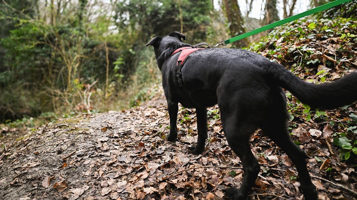 Dog stands in forest facing away from camera.