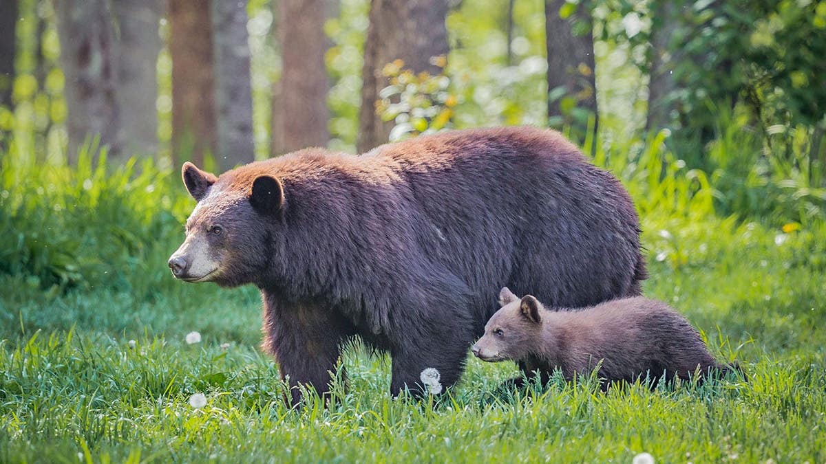 Female brown bear and cub walk through forest.