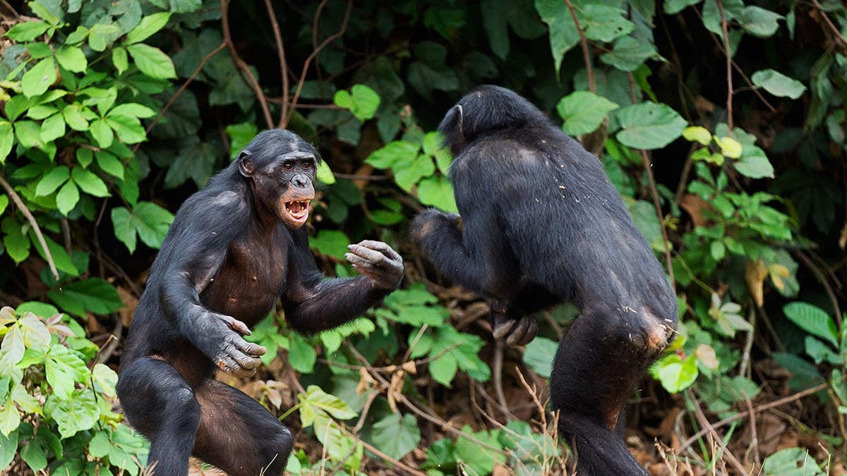 Two bonobos face each other at close range in a confrontation. Two bonobos face each other at close range in a confrontation.