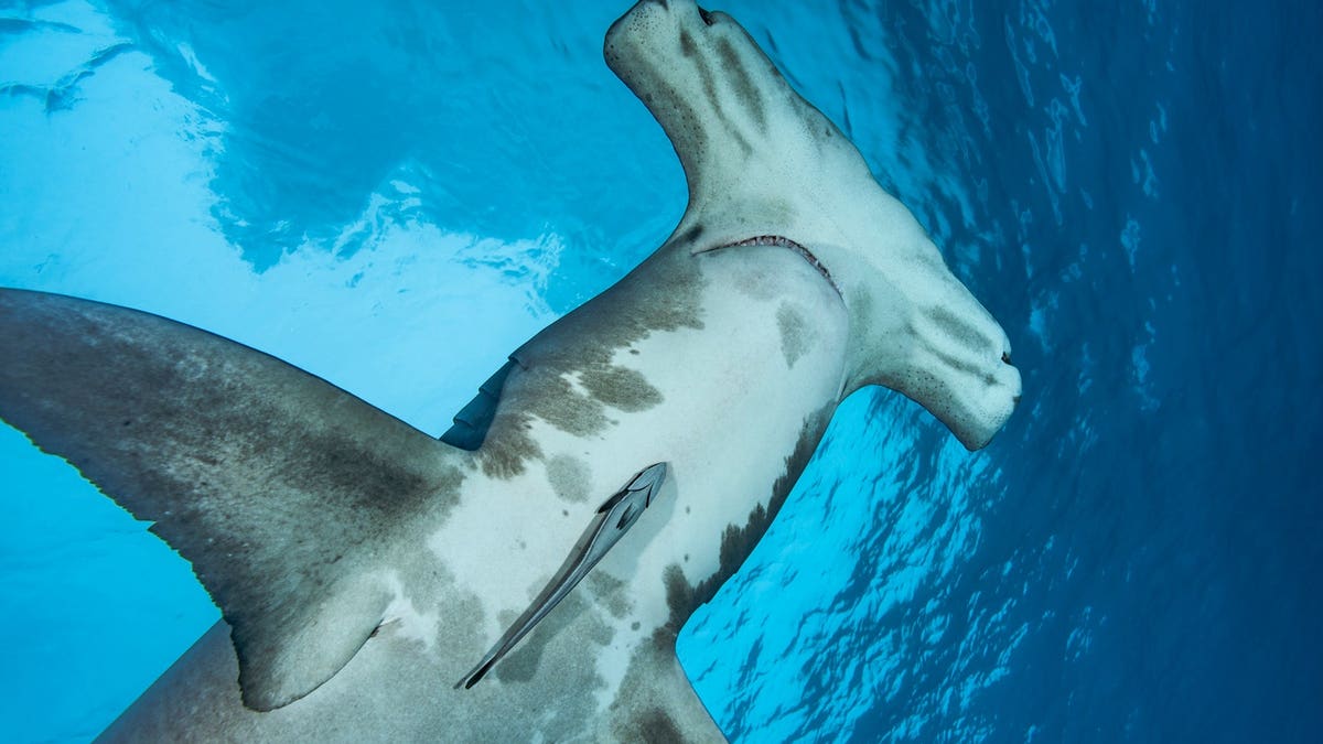 Great hammerhead shark swimming near the surface in Bimini, Bahamas.