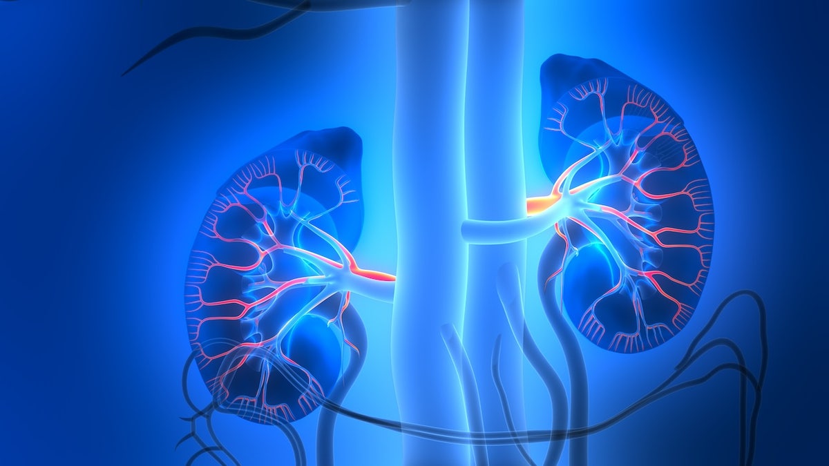 Kidney diagram