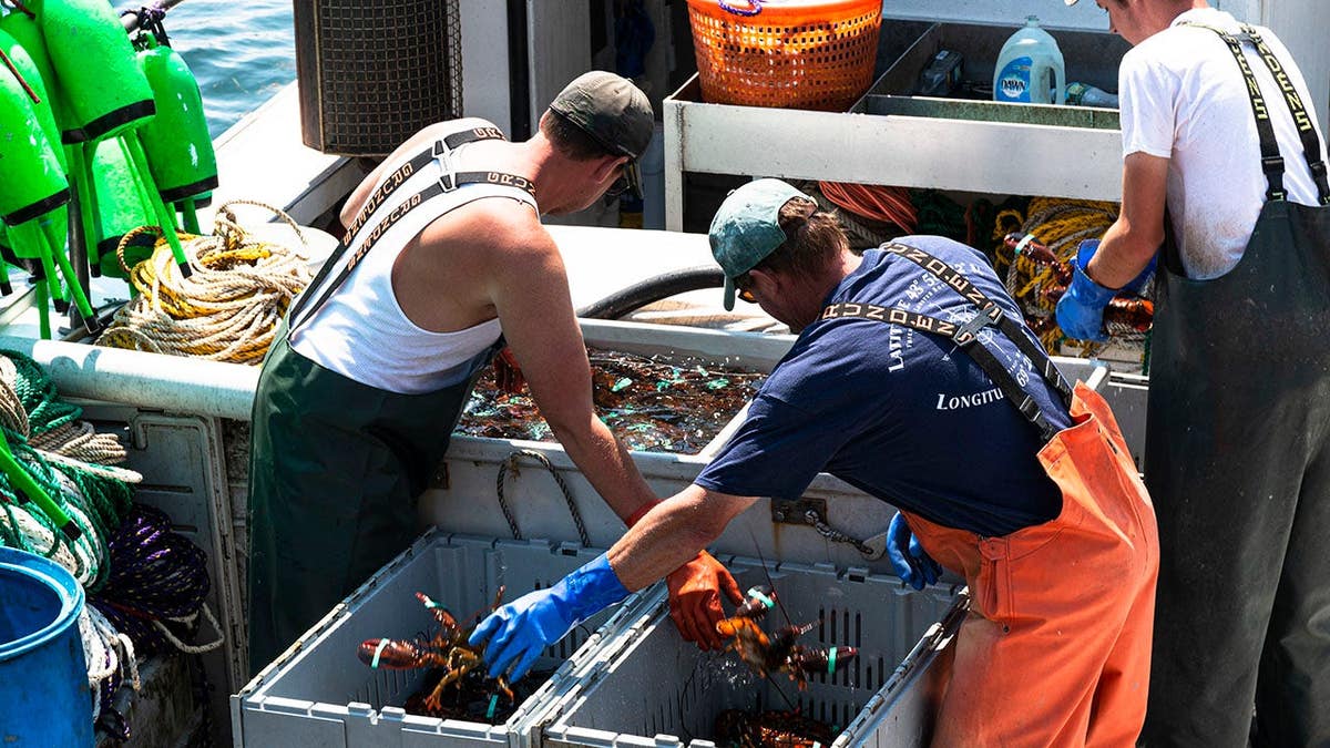 Lobster fishermen separate fresh caught lobsters into bins in Vinalhaven, Maine.