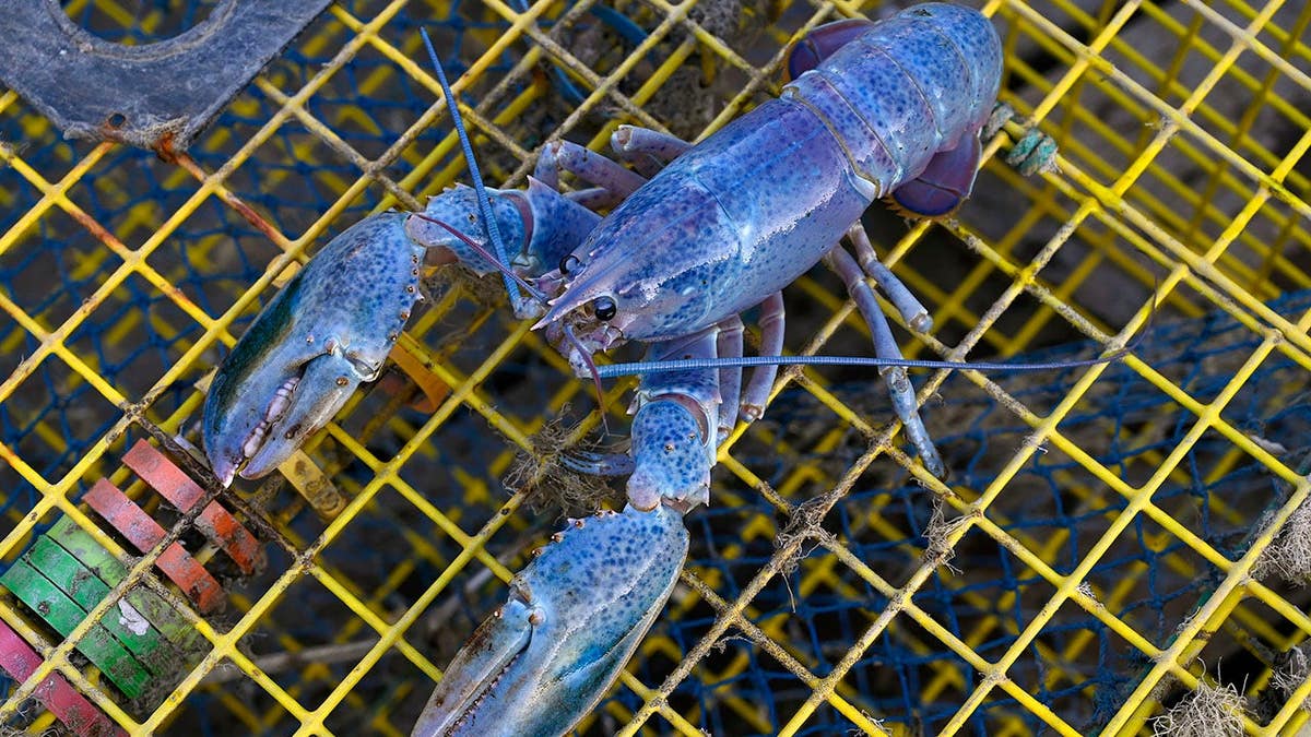 Bill Coppersmith holds up Haddie, a rare cotton candy lobster.