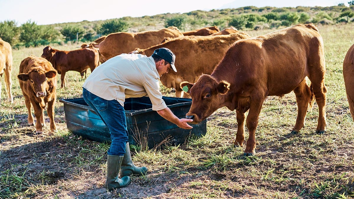 Man feeding brown cows on a farm in the countryside.